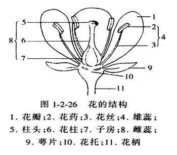 花植物|花（植物的繁殖器官）